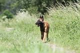 MALINOIS 786